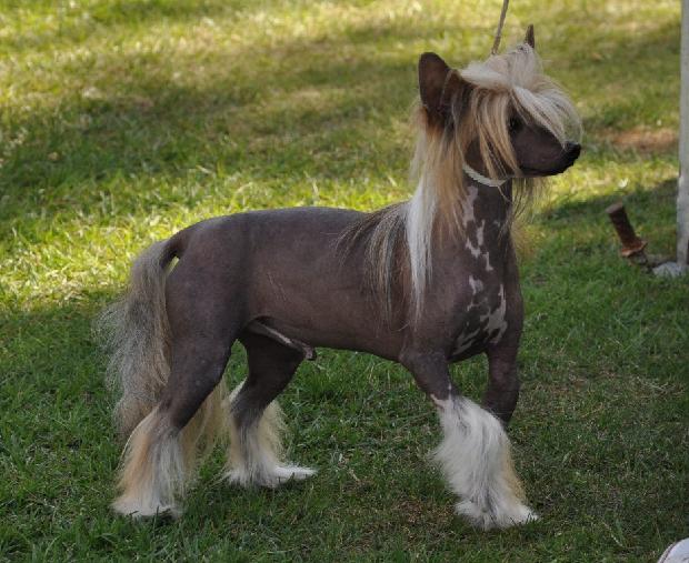 Cão Cristado Chinês