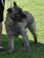 Cães