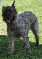Cães