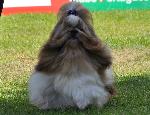 Cães