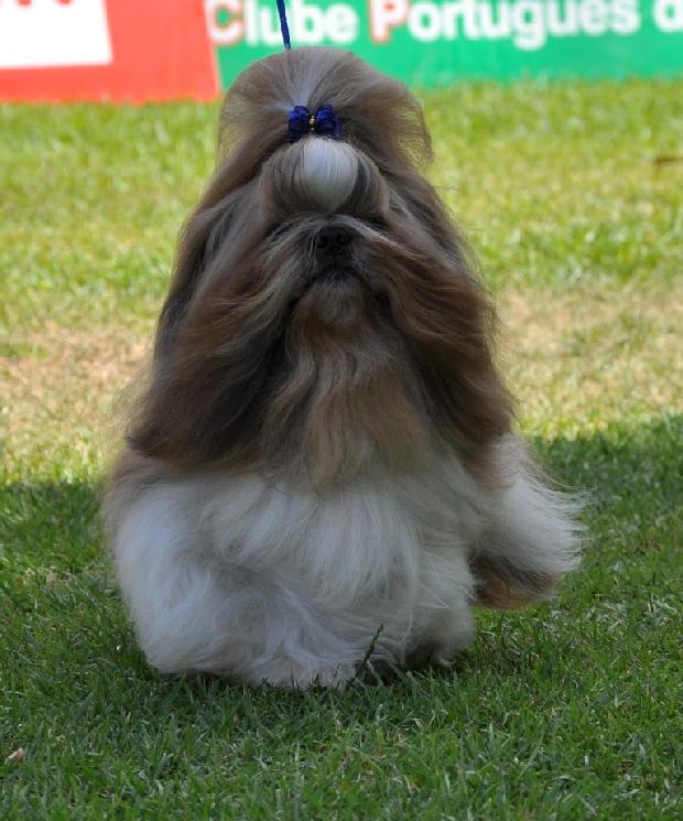 Shih-tzu
