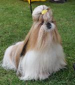 Cães