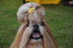 Cães