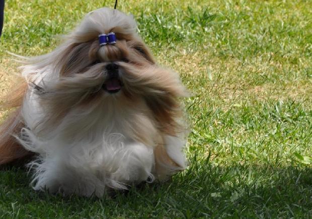 Shih-tzu