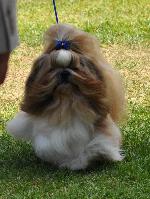 Cães