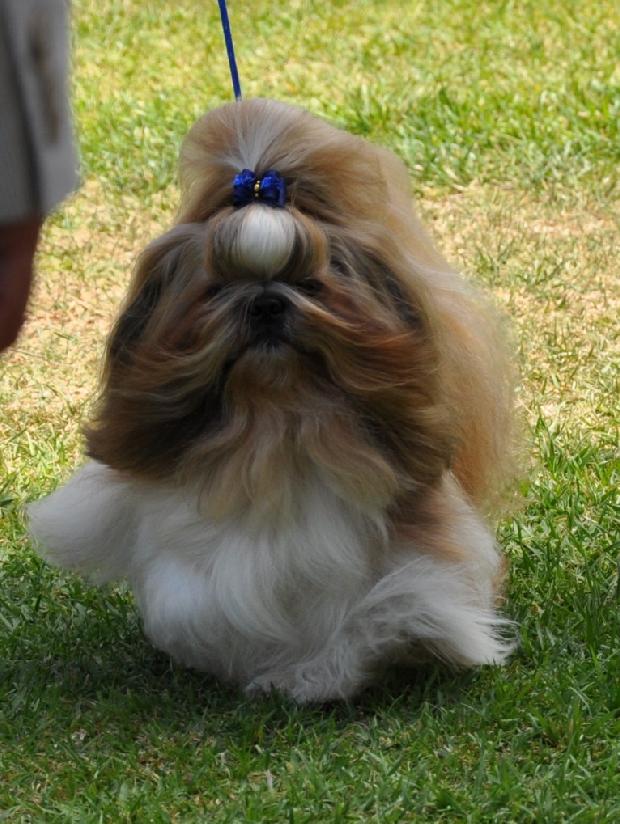 Shih-tzu