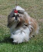 Cães