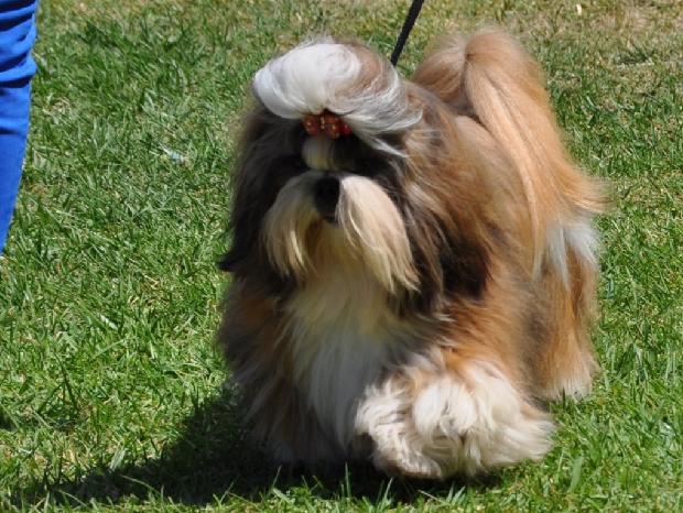 Shih-tzu