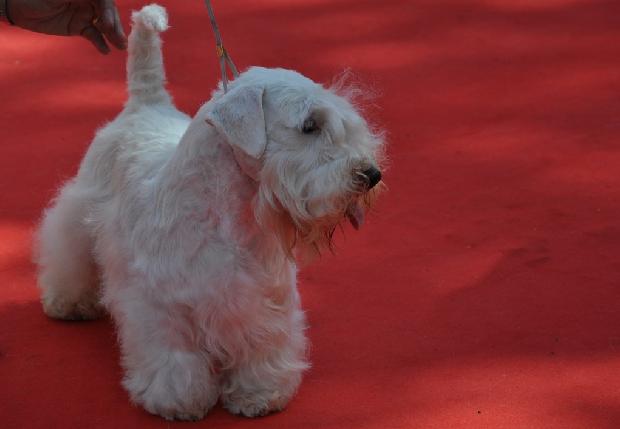 Sealyham Terrier