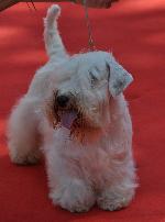 Cães