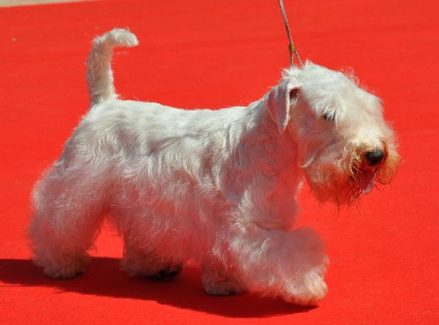 Sealyham Terrier