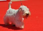Cães
