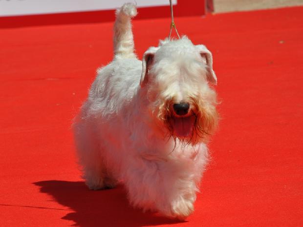 Sealyham Terrier
