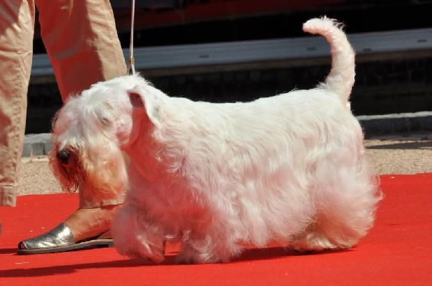 Sealyham Terrier