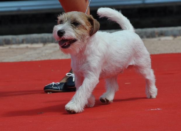 Jack Russel Terrier