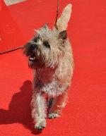 Cães
