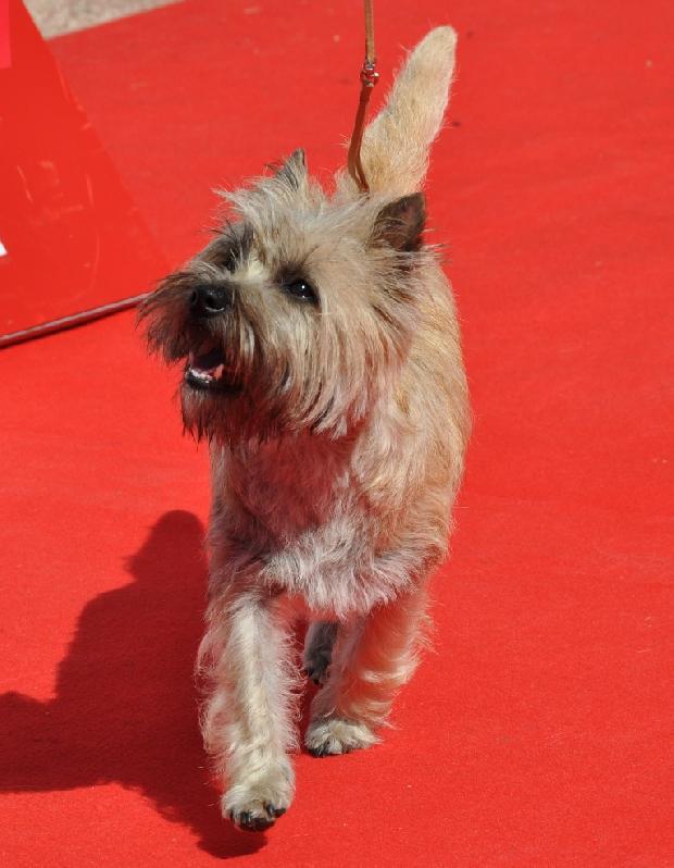 Cairn Terrier