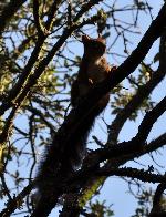 Esquilo-vermelho <i>(Sciurus vulgaris)</i>