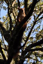 Esquilo-vermelho <i>(Sciurus vulgaris)</i>