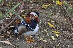 Aves