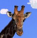 Girafa