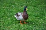 Aves