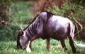 Gnu