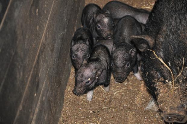 Porquinhos-do-Vietname