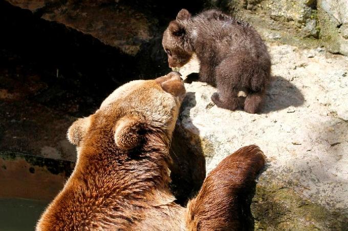 Ursos-pardos no Zoológico de Lisboa