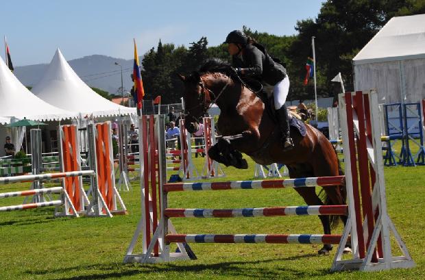 Lusitano - Salto obstáculos
