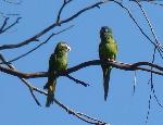 Aratinga-de-testa-azul