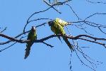 Aves