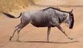 Gnu