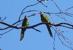 Aves