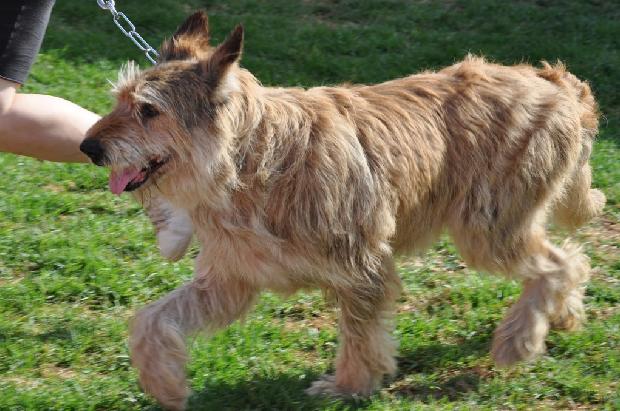 Cão de Pastor da Picardia