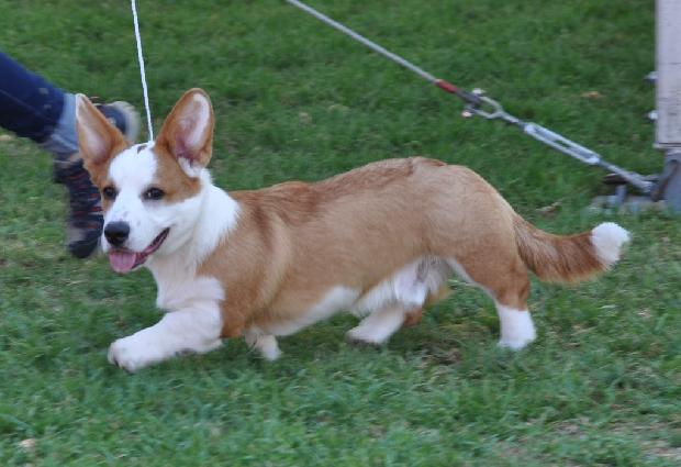 Welsh Corgi Cardigan