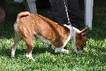 Cães