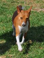 Cães