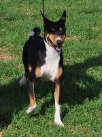 Cães