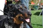Cães
