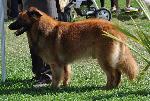 Cães