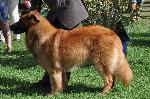 Cães