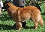 Cães