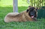 Cães