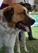 Cães