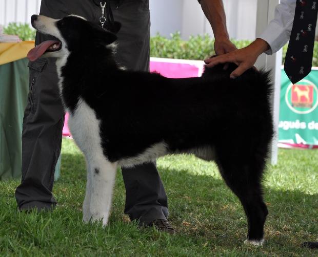 Cão de Ursos da Carélia