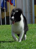 Cães