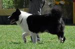 Cães