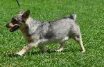 Cães