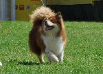 Cães